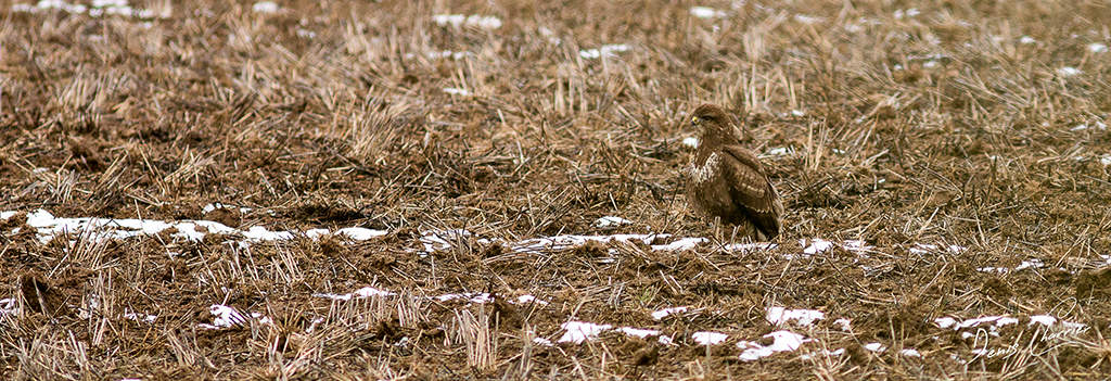 Buse Variable dans un champs